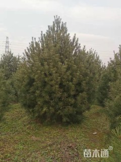 高度500厘米白皮松