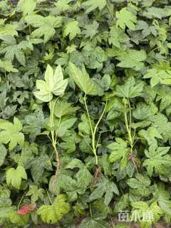 高度20厘米八角金盘