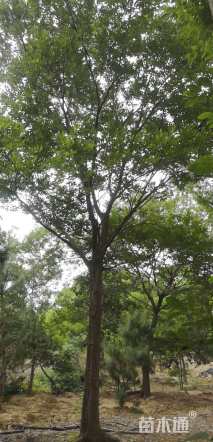 105公分丛生朴树