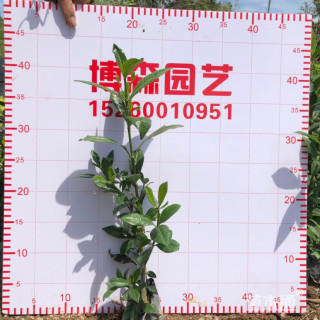 高度20厘米大叶栀子