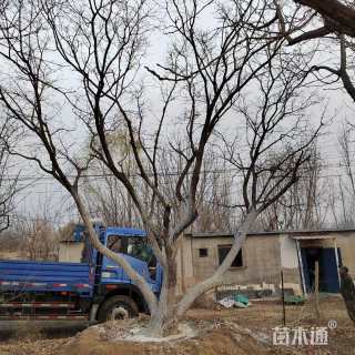 30公分元宝枫