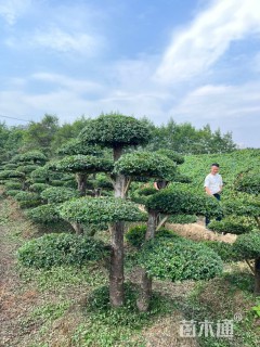 15公分造型榆树