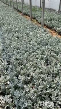 高度25厘米银叶菊