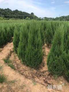 高度200厘米桧柏