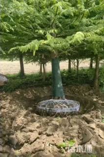 12公分中山杉