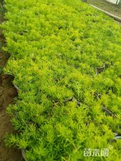 高度10厘米佛甲草