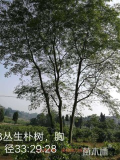 25公分朴树