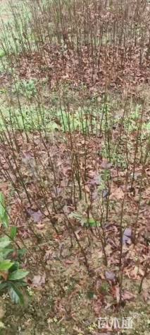 高度80厘米娜塔栎小苗