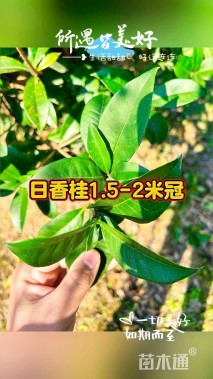 冠幅150厘米四季桂球