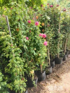 100厘米藤本月季