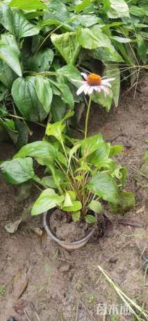 高度20厘米松果菊