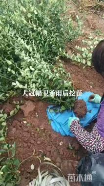 高度50厘米卫矛