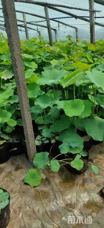 高度30厘米荷花