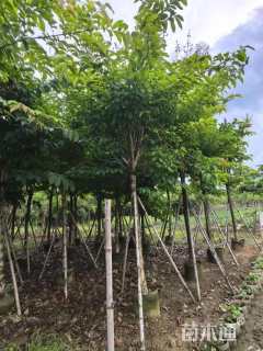 10公分大叶紫薇