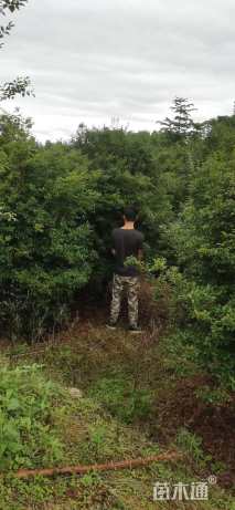 高度2000厘米嘉宝果