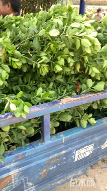 高度180厘米北海道黄杨