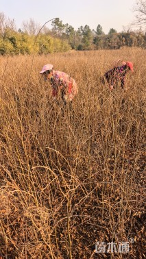 高度30厘米榉树小苗