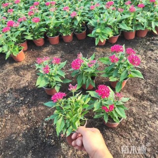 高度22厘米繁星花