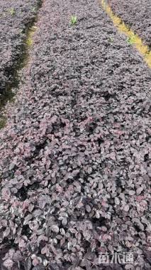 高度30厘米红花继木