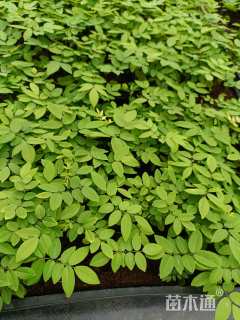 0.1公分黄花梨