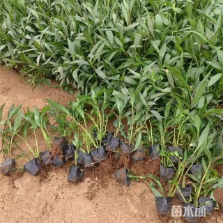 高度45厘米翠芦莉