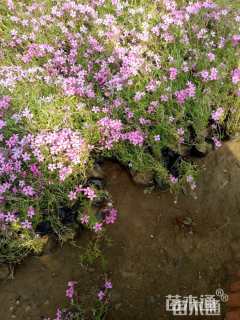 高度15厘米福禄考