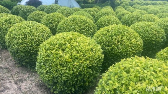 冠幅120厘米金叶女贞球