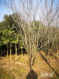 高度450厘米丛生西府海棠