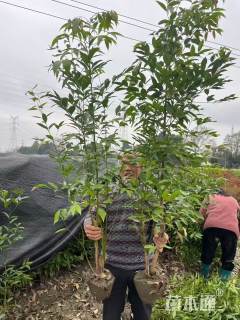 5公分天竺桂