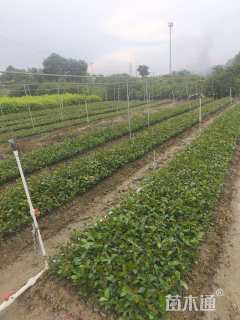 高度20厘米油茶