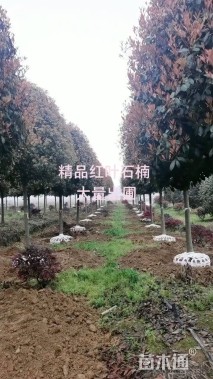 12公分红叶石楠