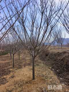 高度500厘米关山樱