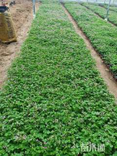 高度15厘米红花酢浆草