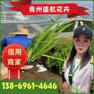 高度40厘米水生鸢尾