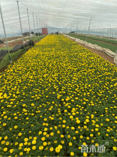 高度15厘米万寿菊