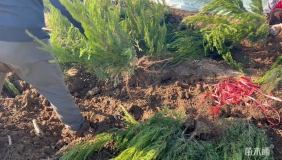 高度60厘米小龙柏