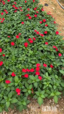 高度30厘米超级凤仙花