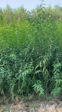 高度180厘米山桃