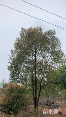 60公分丛生香樟