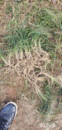 高度15厘米麦冬