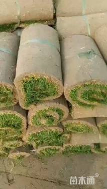 草毯状果岭草