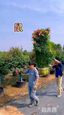 冠幅150厘米月季花球