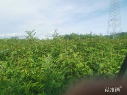 0.8公分枫香