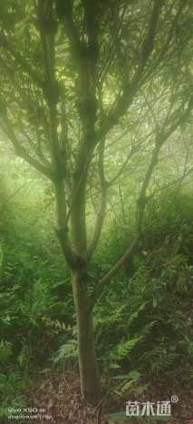 120公分高杆杨梅