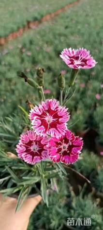 高度10厘米彩虹石竹