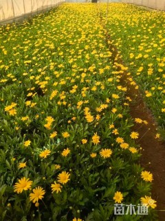高度30厘米木春菊