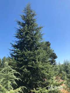 高度500厘米雪松