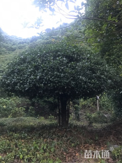 120公分桂花