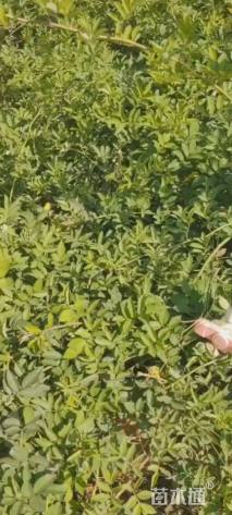 高度80厘米蔷薇