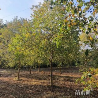 16公分乌桕